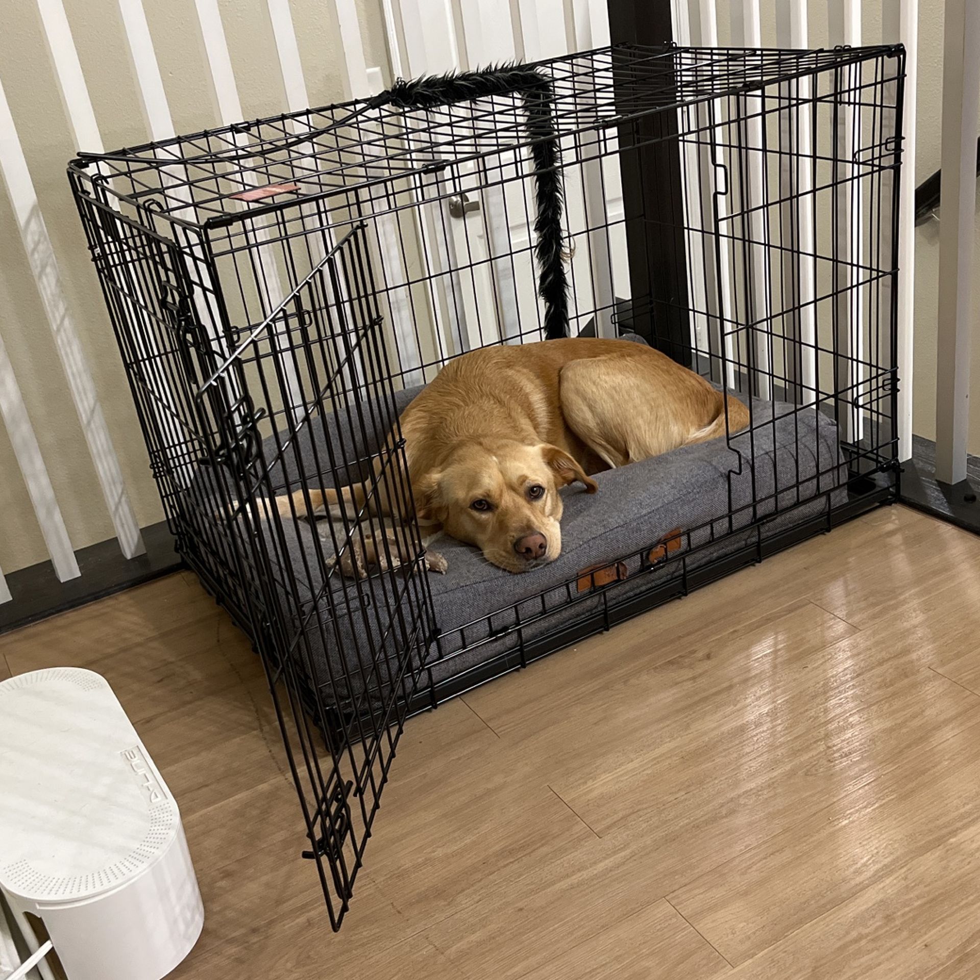 Top Paw Dog Crate (Medium-Large) Dog Not Included :)