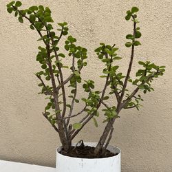 19” Elephant Bush Bonsai 🪴 Air Purifier In