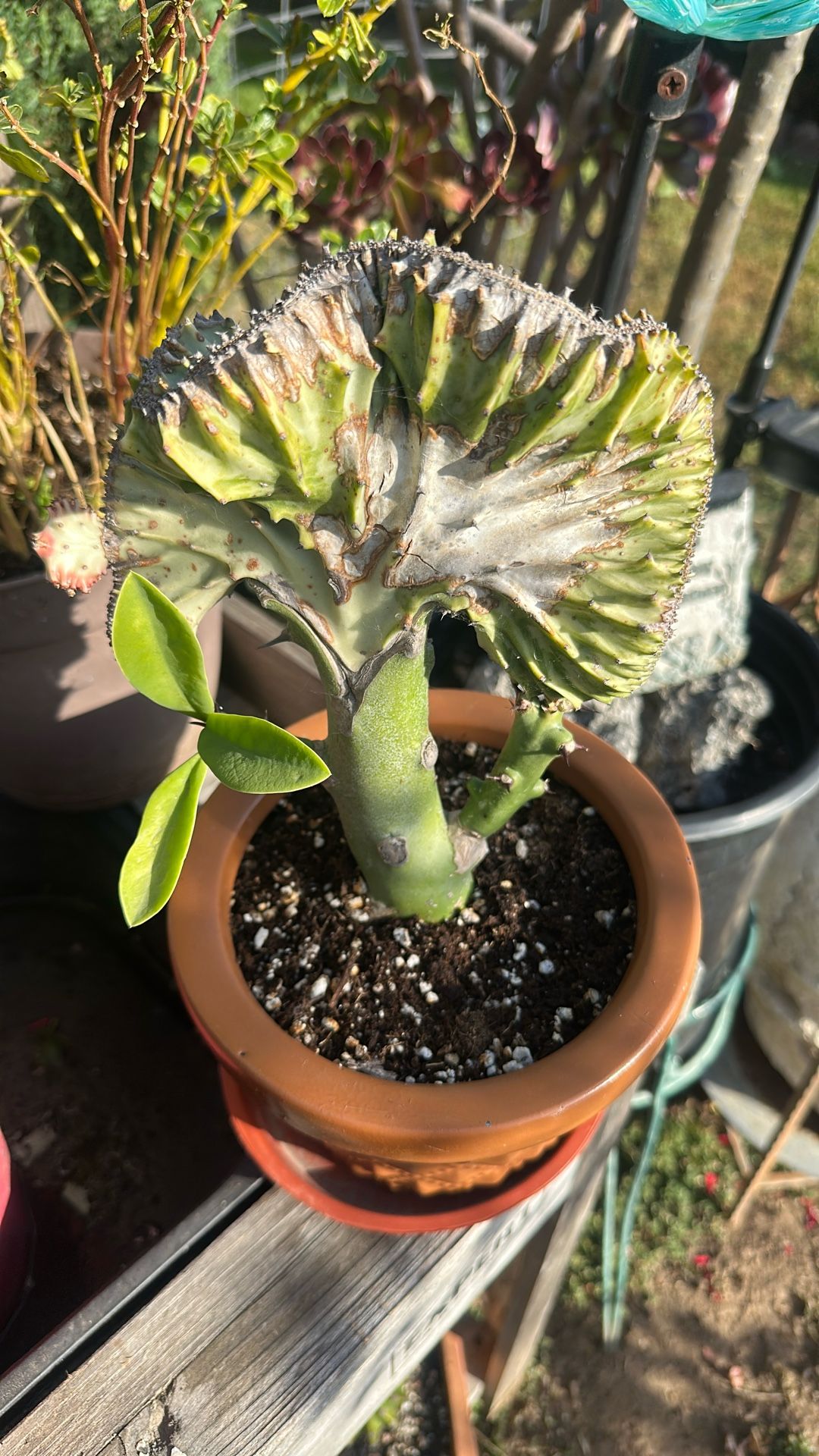 Coral Cactus