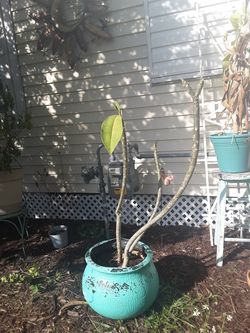 Plumeria