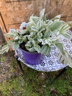 Indoor Plant