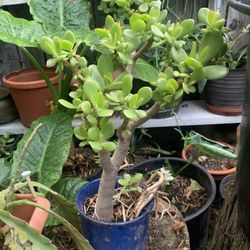 Jade Plant In Ceramic Pot.