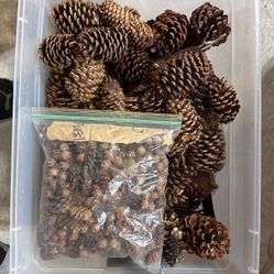 Large Plastic Bin Full Of Pine Cones