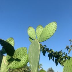 Nopal Plant 