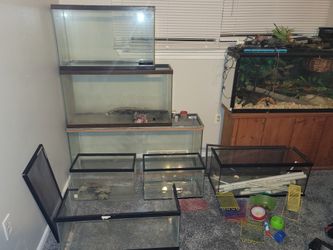 Aquarium and Accessories