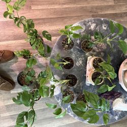 Mini monstera And monstera deliciousa