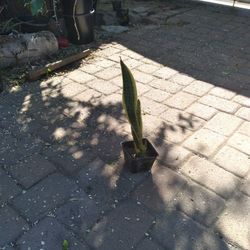 Snake Plant 