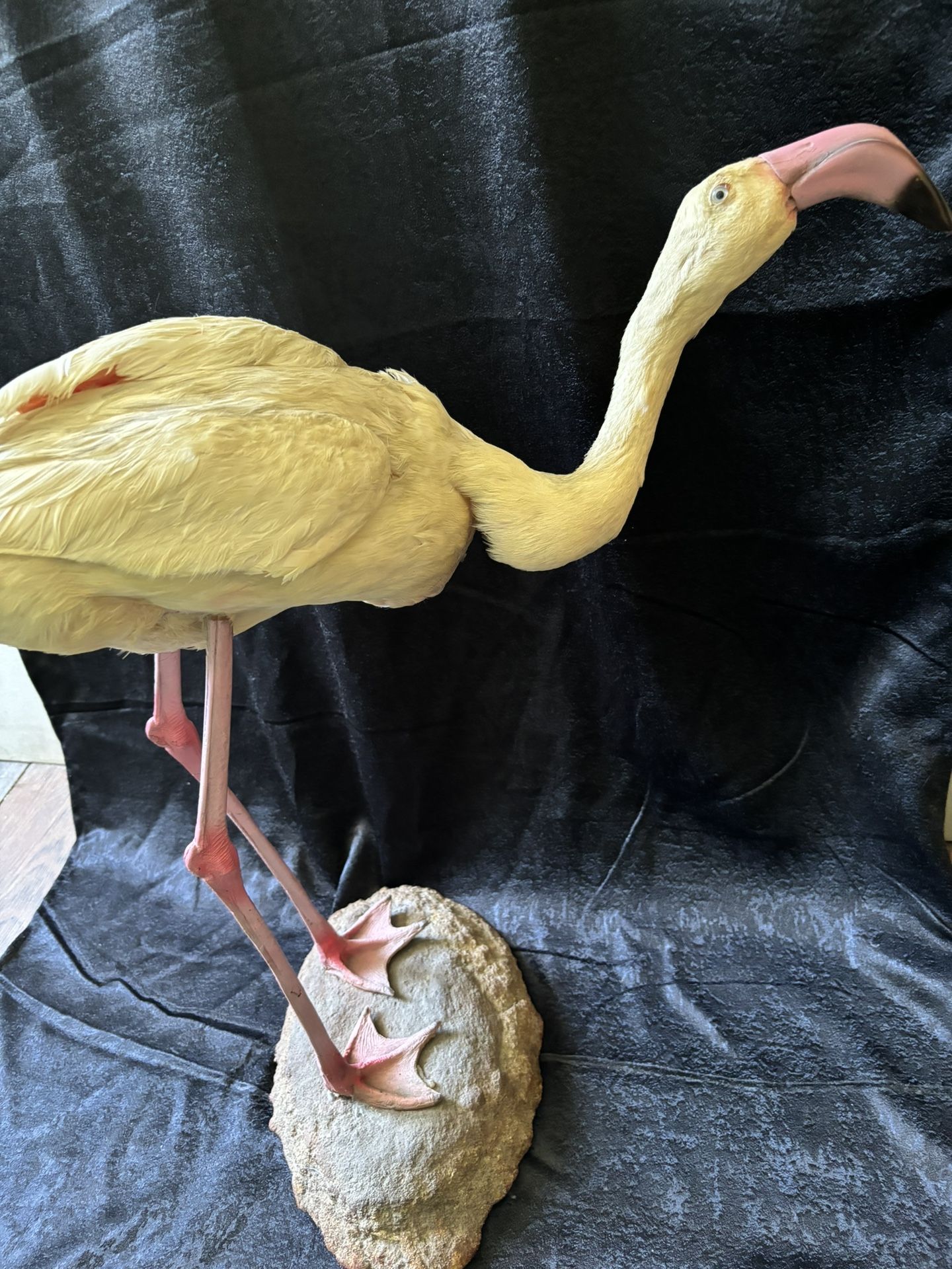 Taxidermy Vintage Flamingo
