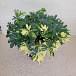 Plants In Big Pot 
