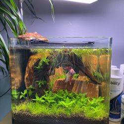 Custom Aqua scape Aquariums