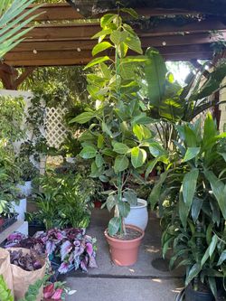 Huge tree!!~7.5 to 8ft Ficus Altissima Yellow Gem; ceramic pot not included; 95820