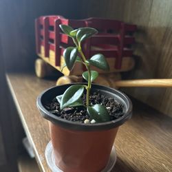 Goldfish plant starter