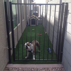 Dog Run 