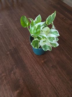 Live houseplant  4 inch pot