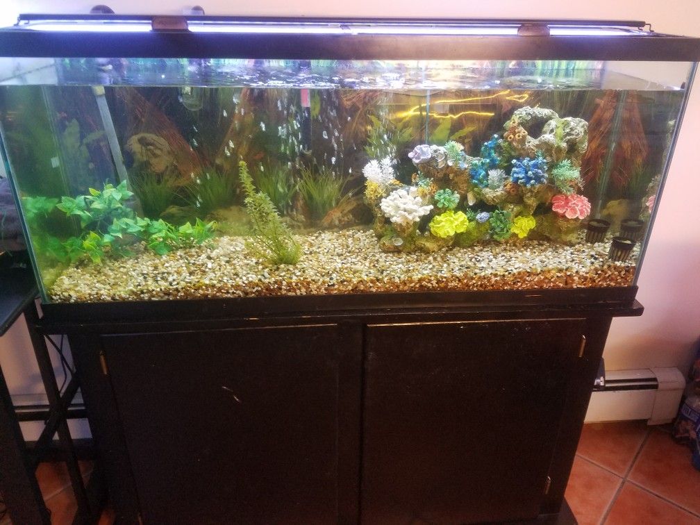 Aquarium 55 gallon full set up