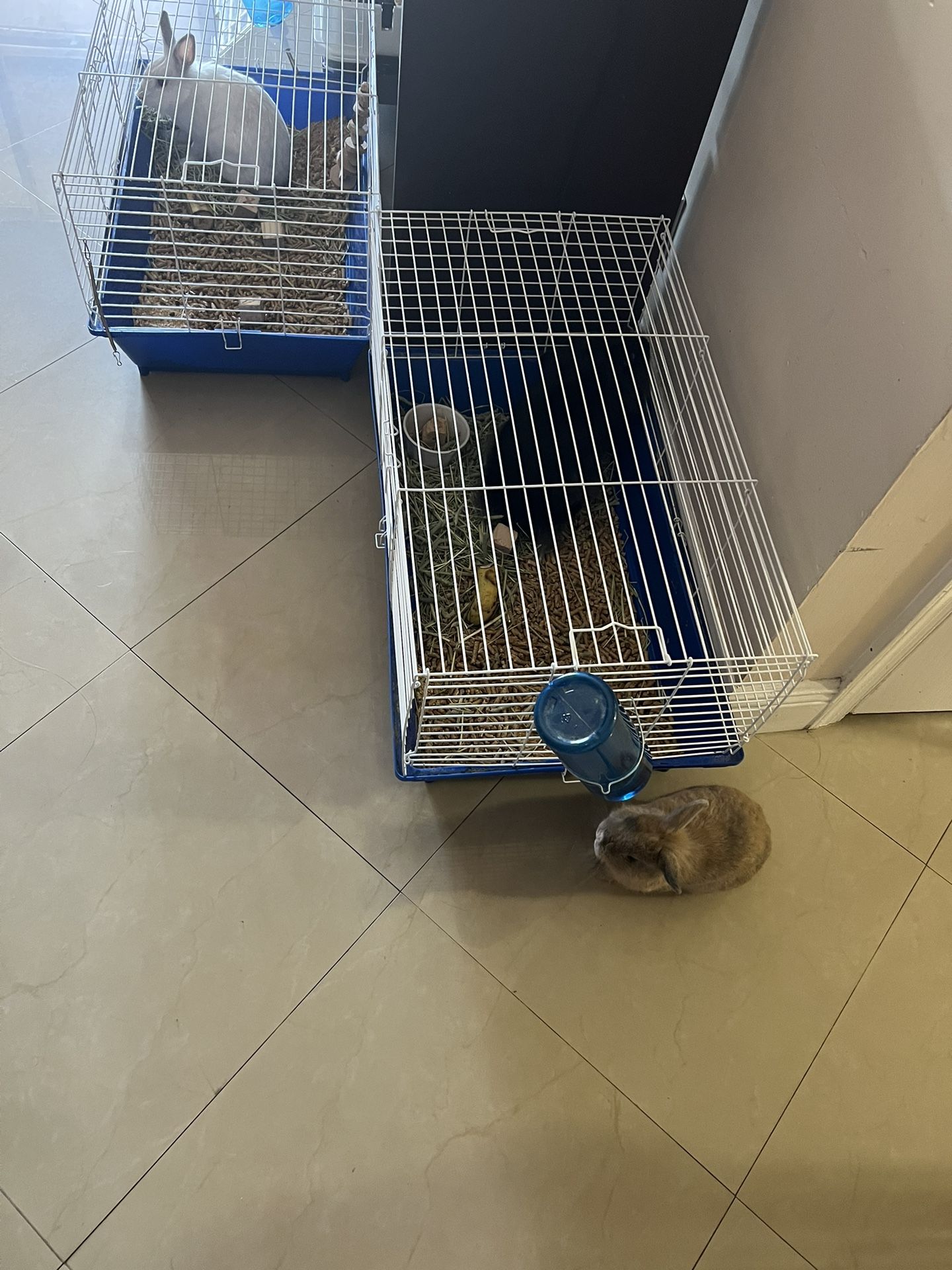 CAGE