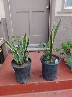 Snake Plants in Black Plastic Pots – Set of 7