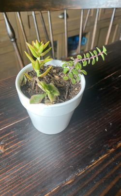 Succulent Plant