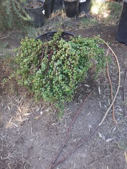 Elephant bush $12