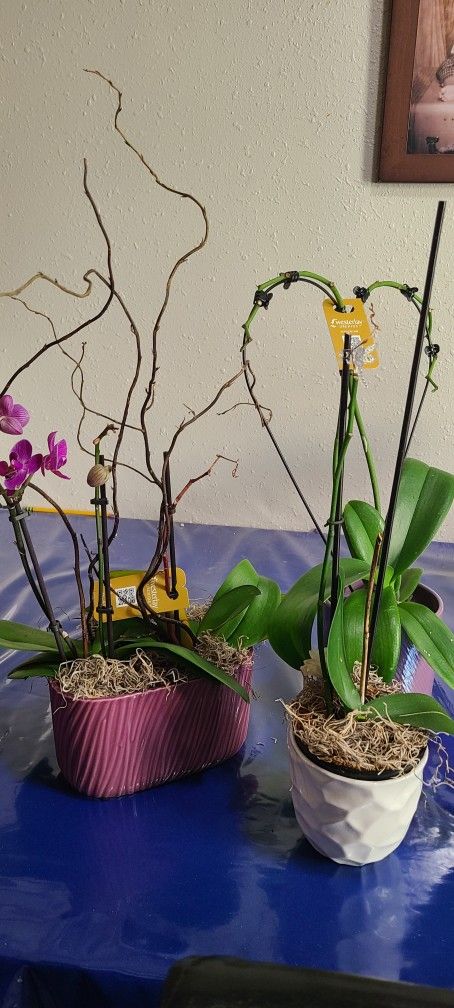 Orchids