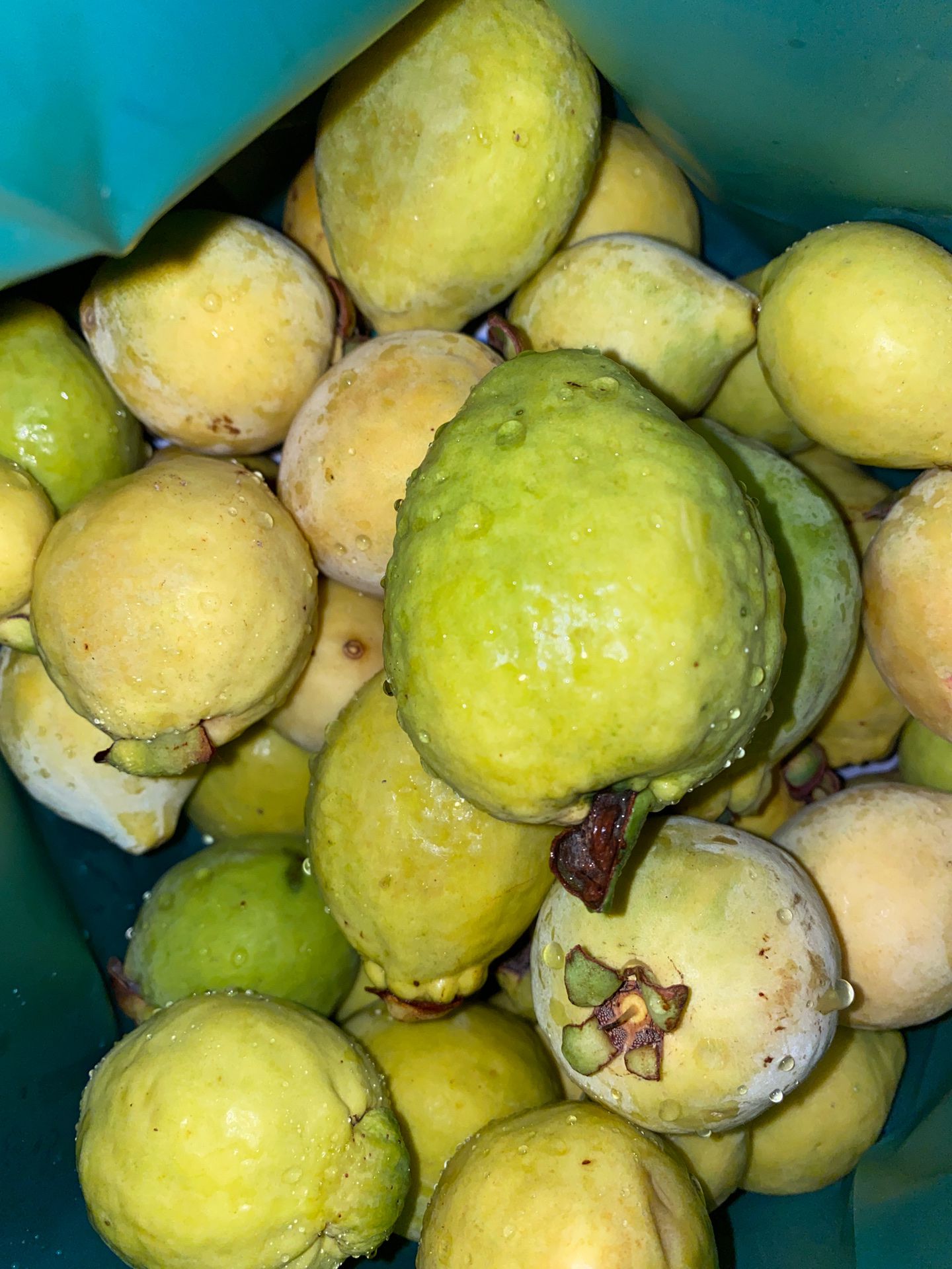 5 pound bag of organic guavas $5
