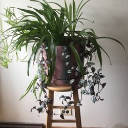 house plants 