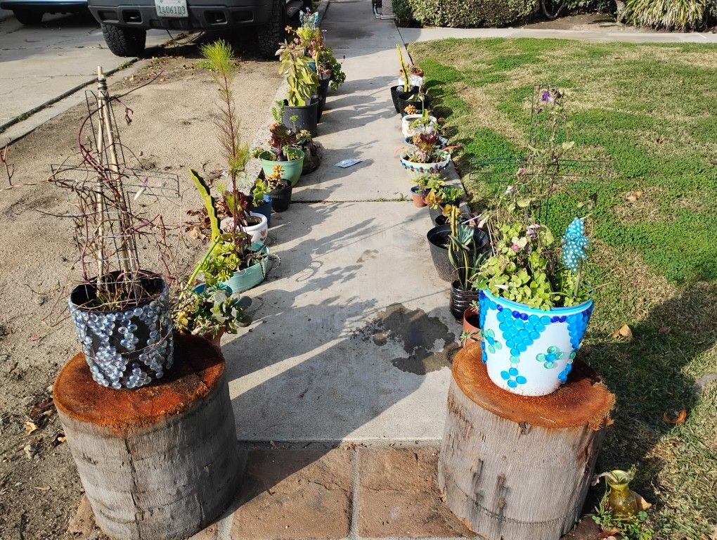 Plants For Sale