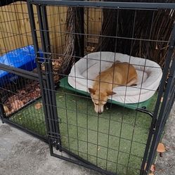 Dog Kennel Only ( Not Dog ) 