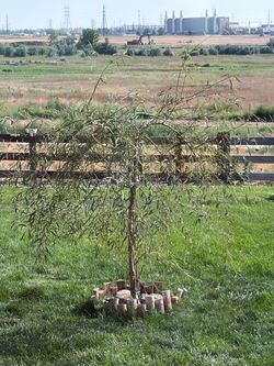 Green Weeping Willow cuttings