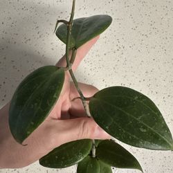 Hoya Parasitica Heart Leaf X Unk (top Cut) 