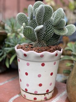 Catus in ceramic pot