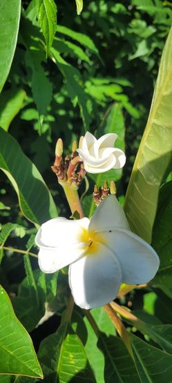 Plumeria Trees