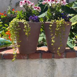 Beautiful Live Plant Twin Set 