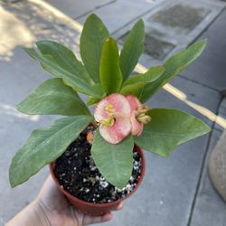 6” Crown Of Thorns (big And Double Flower)