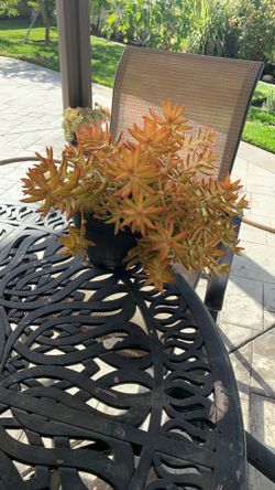 Suculent Plant 