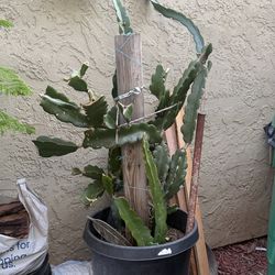Dragon fruit plant