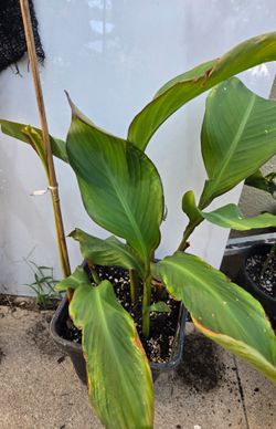 Queensland Arrowroot, Canna Edulis Rhizomes,  Edible Canna live plant