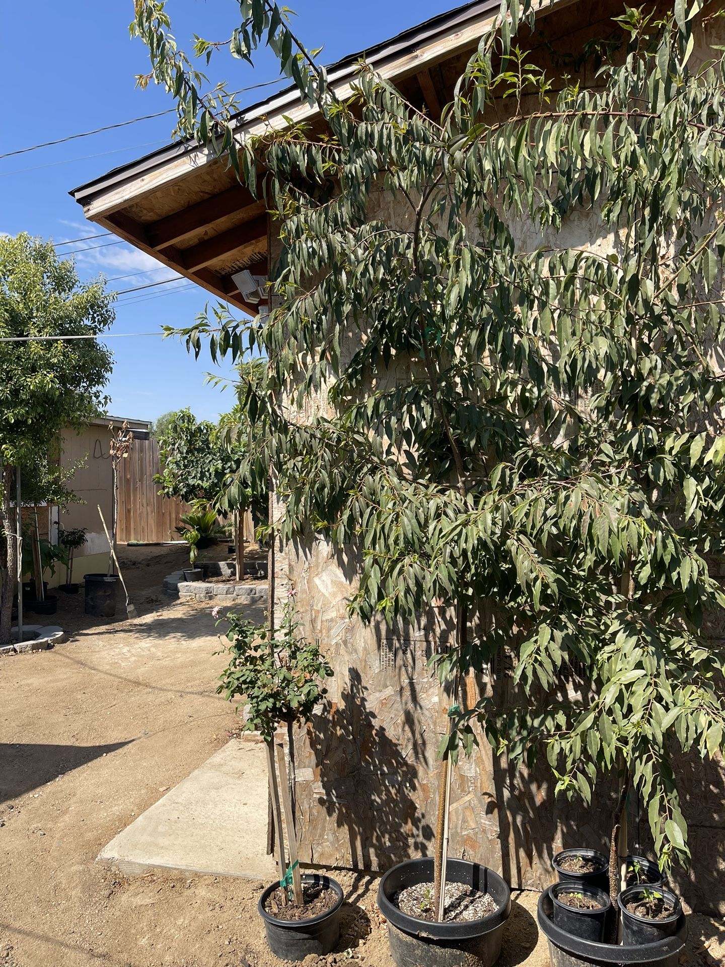 Árbol De Capulin Fruta Mexicana 7ft En Bote De 15 Galones $75.00