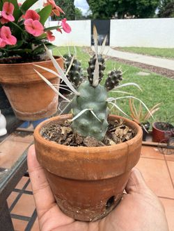 Paper Spine Cactus “papyracanthus” (Northridge)