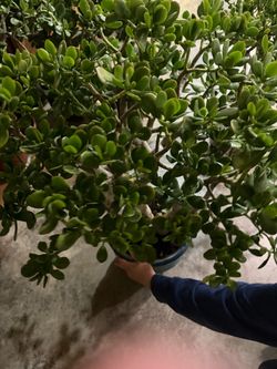 Jade plant