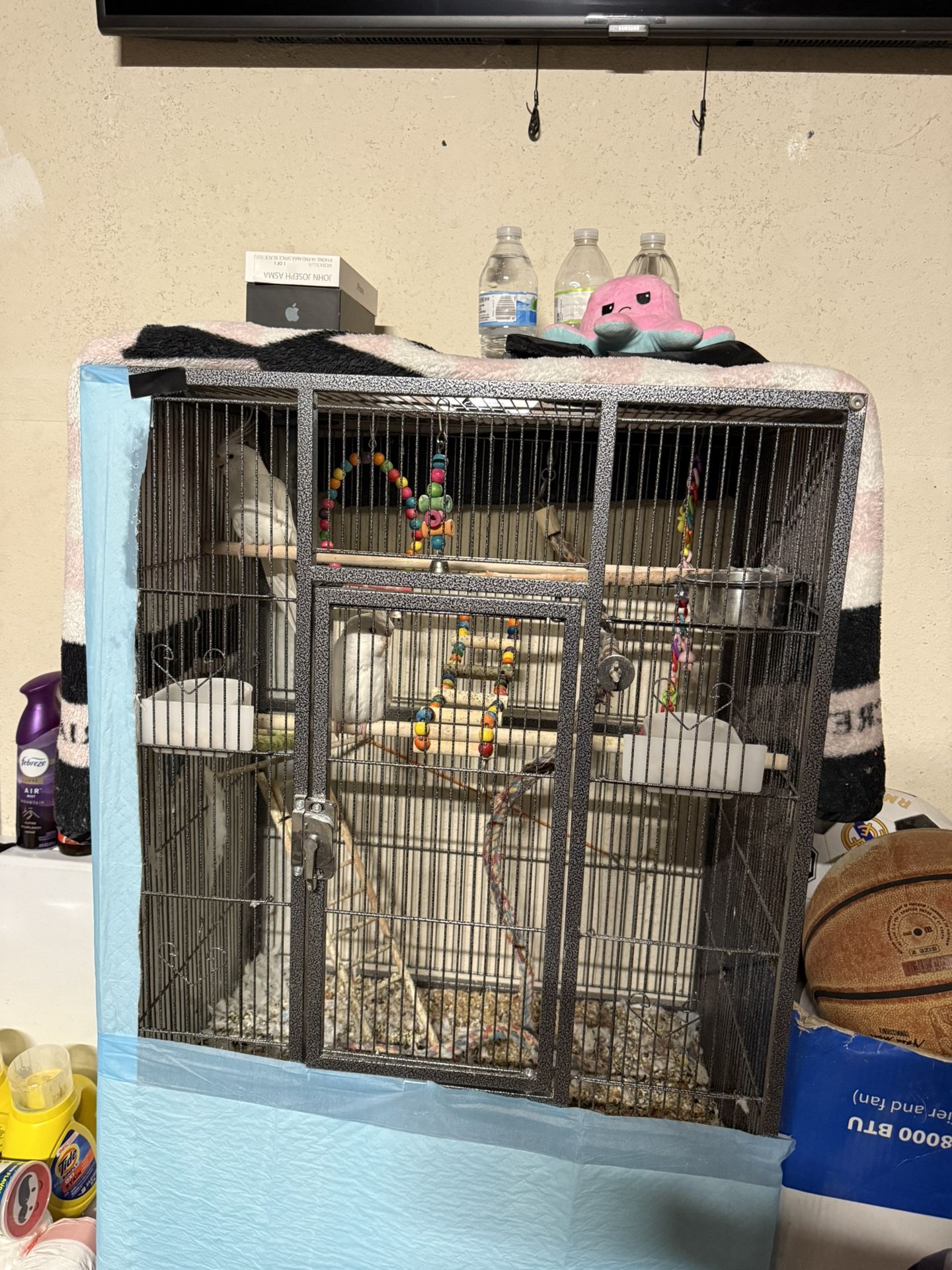 Cage/albino