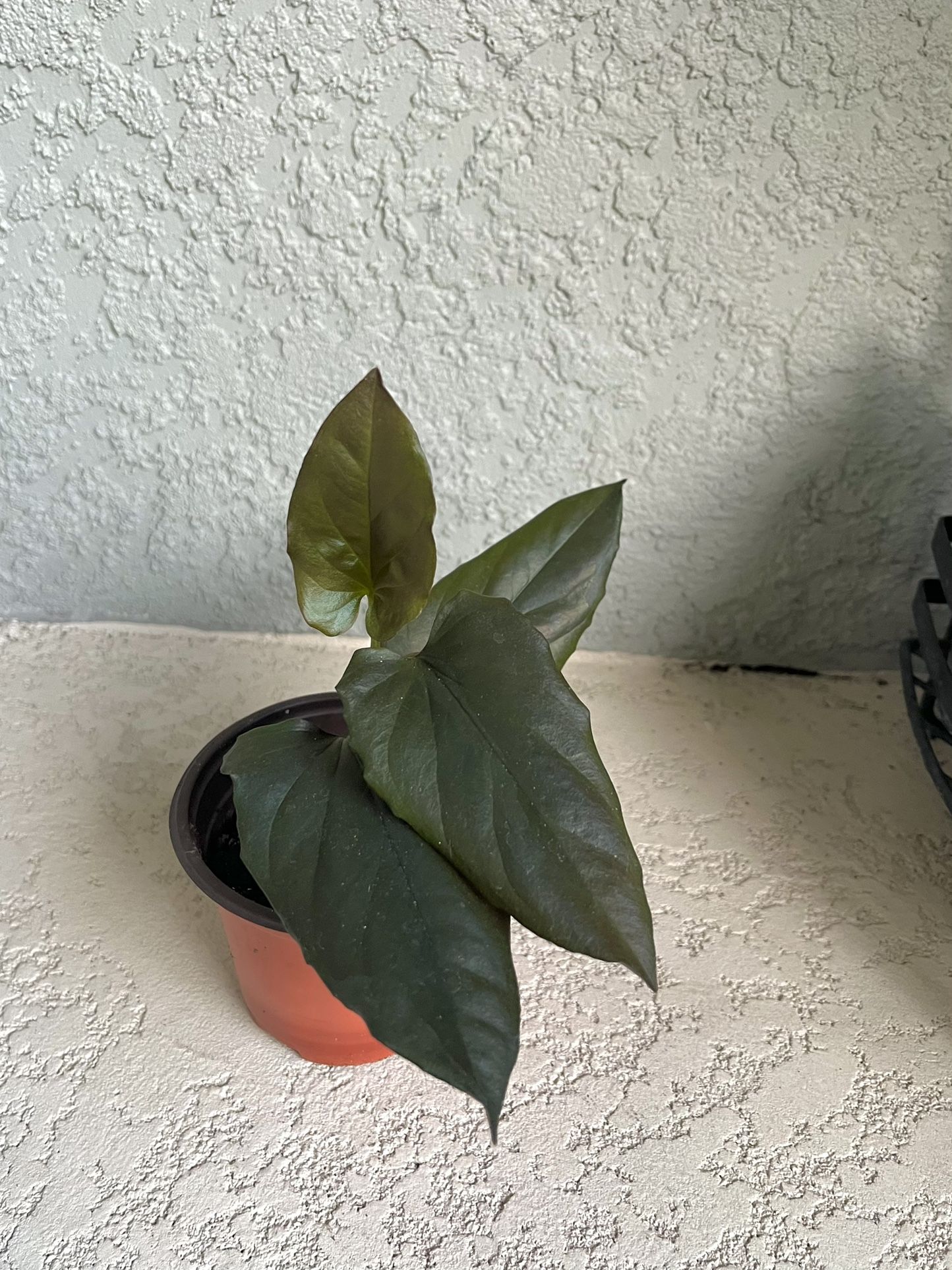 Syngonium Red Arrow Plant