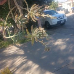 Free Flowering Succulent 