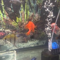 Fish Tank 