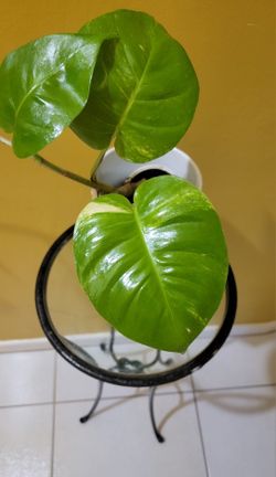 Giant Pothos 