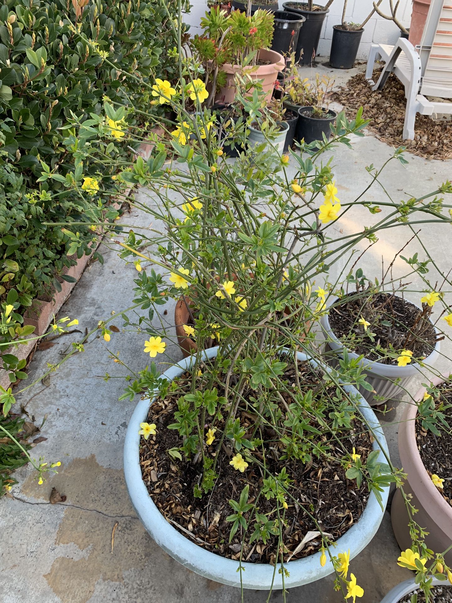 Jasminum mesnyi the primrose jasmine Japanese jasmine yellow flowers vine plant