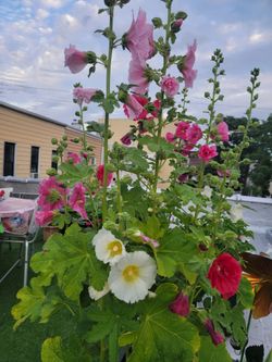 Multicolor Hollyhock Seeds. Heirloom NonGMO Open Pollinated 50 Seeds. Perennial.