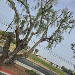 Tree Trimming 🌳 