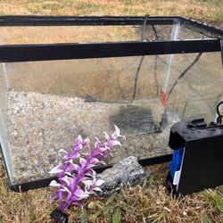 Fish Tank and Filter Setup (10 Gallon)