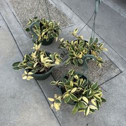 10” Hoya Queen Tricolor 